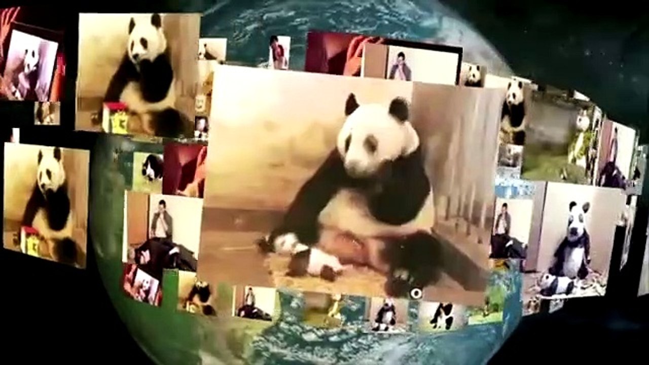 Sneezing Baby Panda Video Dailymotion