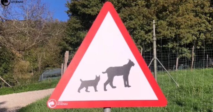 « Attention lynx » : des panneaux de signalisation installés sur les routes de France pour protéger les lynx