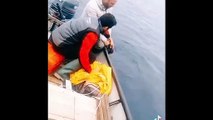 Cinghiale salvato nel Mar Ionio