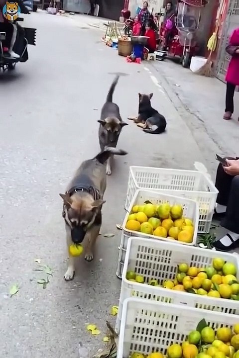 Funniest Cats and Dogs Videos  - Funny Animal Videos #22