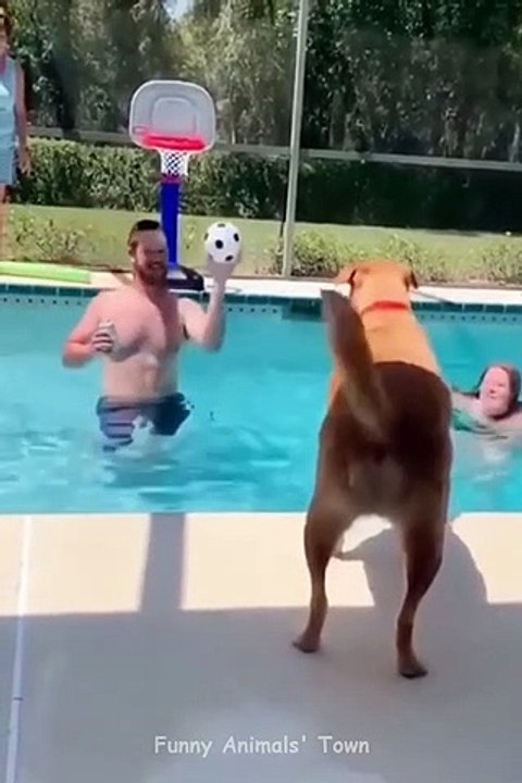 Funniest Cats and Dogs Videos  - Funny Animal Videos 2022
