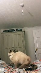 Cat Leaps to Bat at Light Bulb