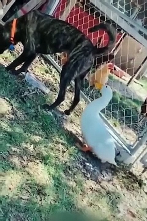 Funniest Cats and Dogs  - Funny Animal Videos #9