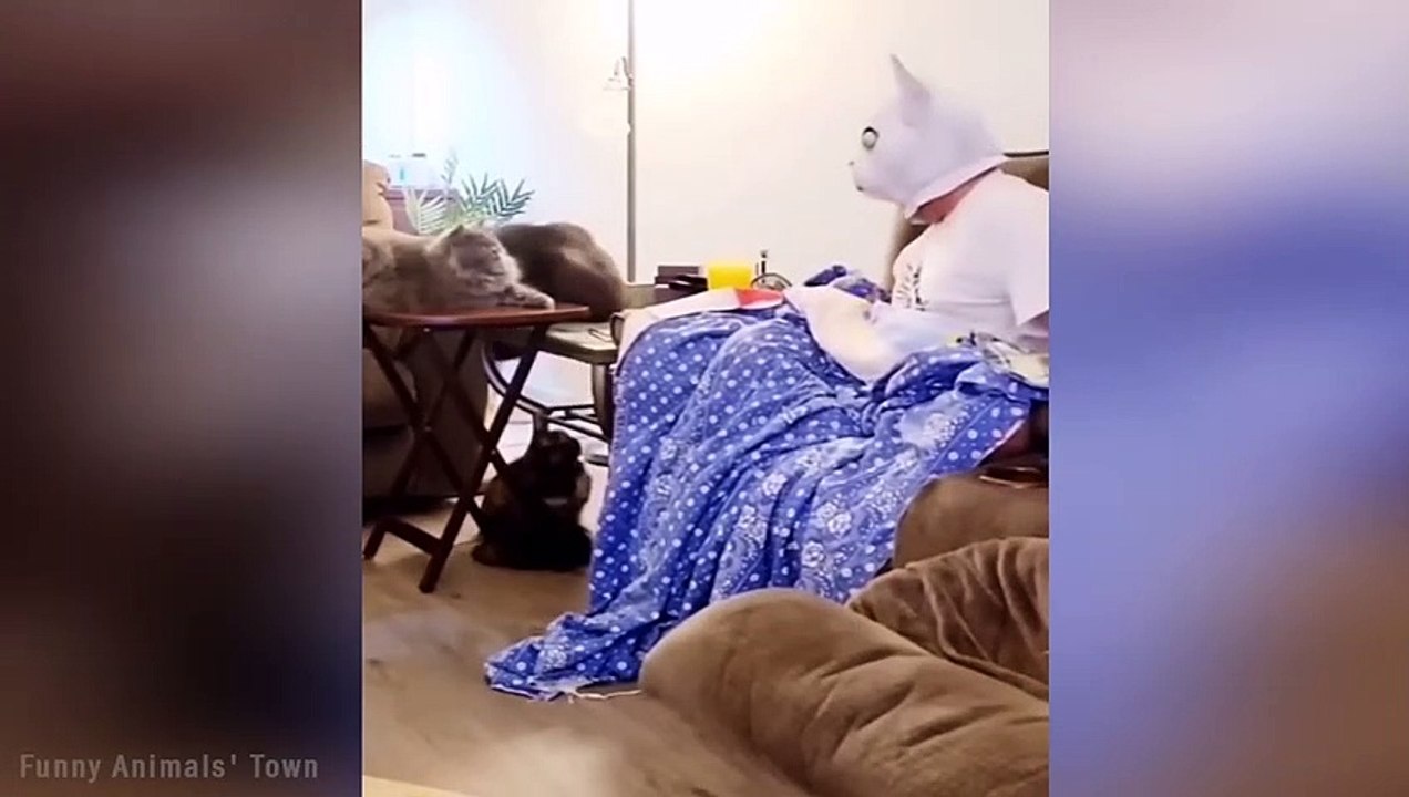 Funniest Cats and Dogs  - Funny Animal Videos #13