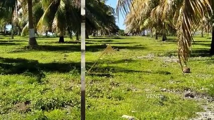 Terrain à acheter 25000000 F à Maupiti avec TIARE IMMO