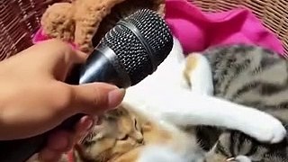 Funniest Cats and Dogs  - Funny Animal Videos #24