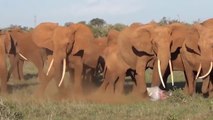 Amazing Elephant Herd Protect Mom & Newborn Elephant From Lion Pride Hunt, Elephant Giving Birth