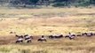 Bull Elk in the Rut Battle