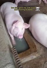 Cute pig blowing bubbles!