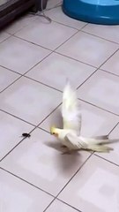 Pet cockatiel is determined to protect her owners from a cockroach!