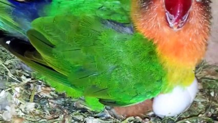 lovebird kharidne se phele ye kam karle lovebird fischers hindi/urdu