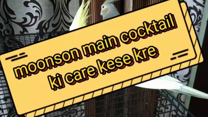 barish or sardi main cocktail ki care kese kre ? hindi/urdu