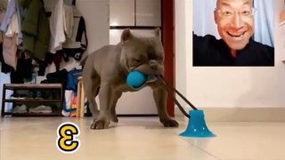 Funniest Animals - Best Of The 2022 Funny Animal Videos