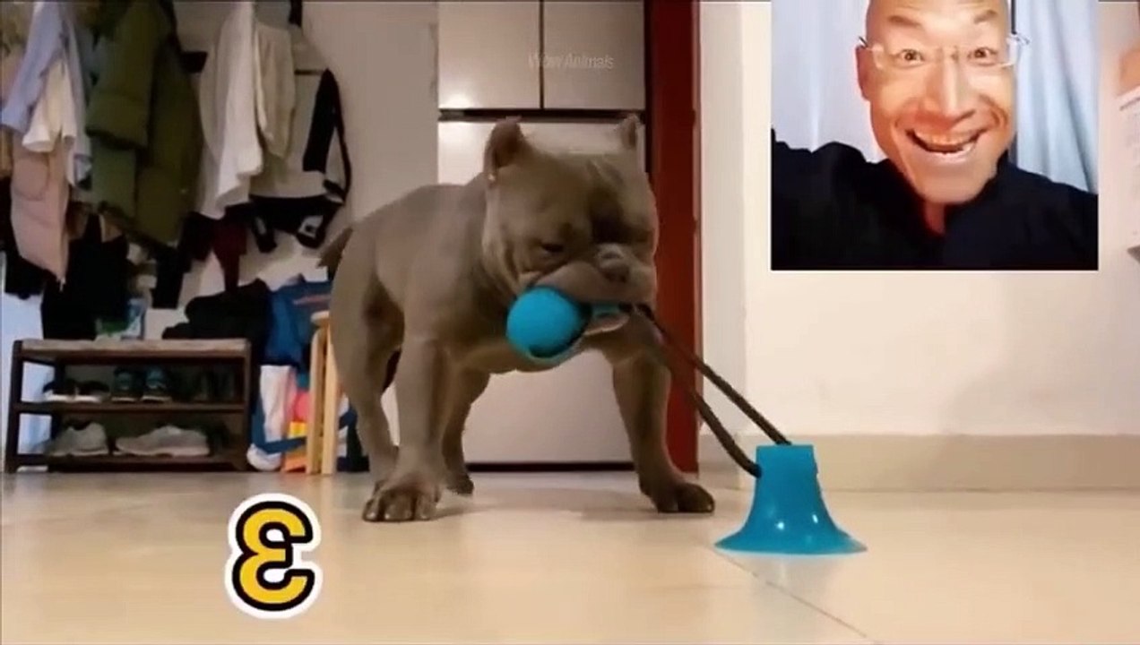 Funniest Animals - Best Of The 2022 Funny Animal Videos
