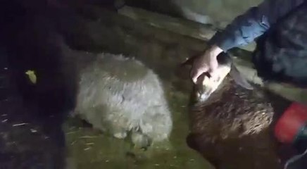 AĞRI'DA KURTLAR KOYUN SÜRÜSÜNE SALDIRDI