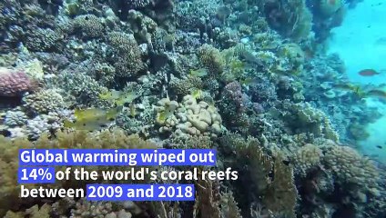 Egypt's Red Sea could be world's last coral refuge