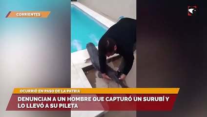 Denuncian a un hombre que capturó un surubí y lo llevó a su pileta