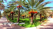 موسم حصاد ثمار النخيل بولاية الحمراء لعام 2020 م Sultanate of Oman