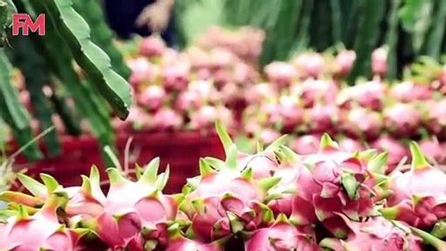 Amazing Modern Dragon Fruit Processing Factory, How To Farming Harvest Fruit & Product Process