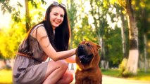 Top 10 Best Dog Breeds for Beginners