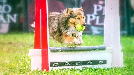 Top 10 Flyball Dog Breeds