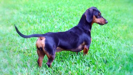 These Are 10 Best Miniature Dog Breeds
