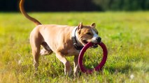 Top 10 Unfairly Banned Dog Breeds