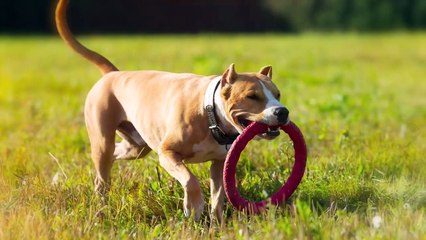 Top 10 Unfairly Banned Dog Breeds