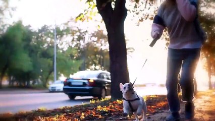 These Are 10 Best Therapy Dog Breeds