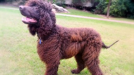 These Are 10 Best Water Dog Breeds