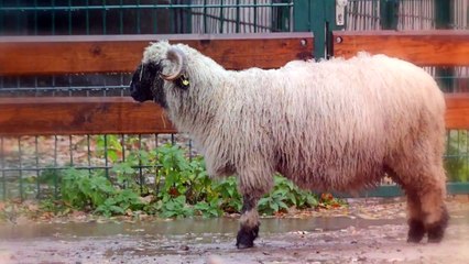 These Are 10 Fluffiest Animals On This Planet