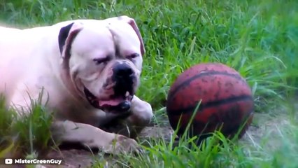 These Are 10 Best Protection Dog Breeds