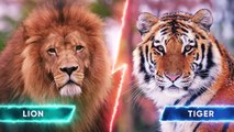 Lion VS Tiger -  Who will win in a fight