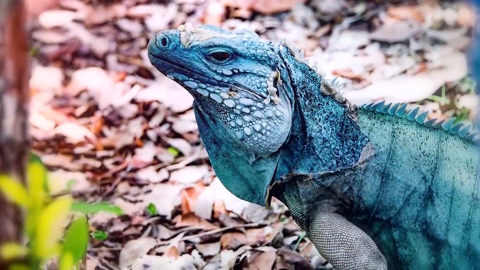 ⁣These Are 10 Bluest Animals On This Planet