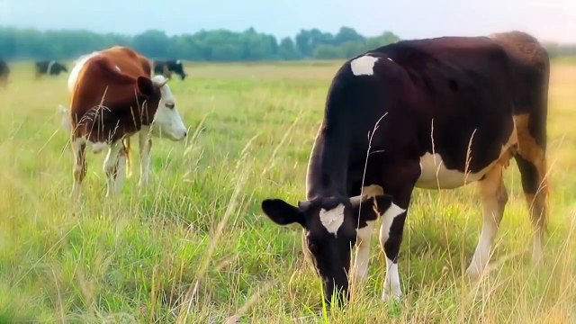 These Are 10 Most Exceptional Cattle Breeds