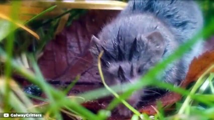 These Are 10 Smallest Animals Of Their Species