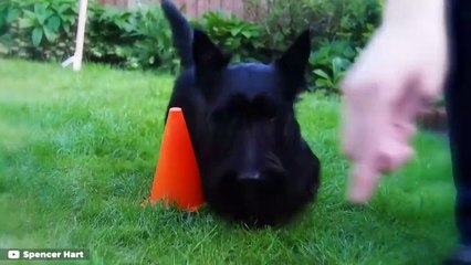 These Are 10 Most Stubborn Dog Breeds