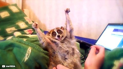 These 10 Animals Looks Harmless But Are Deadly