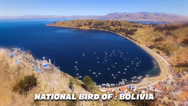 These Are 10 Highest Flying Birds Ever