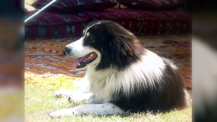 These Are 10 Savage African Dog Breeds