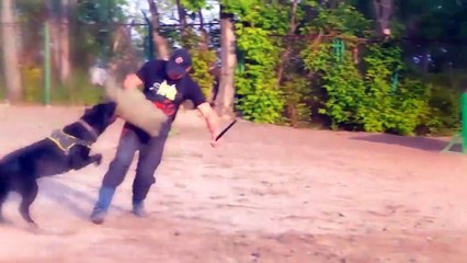 These 10 Dogs are Extremely Muscular