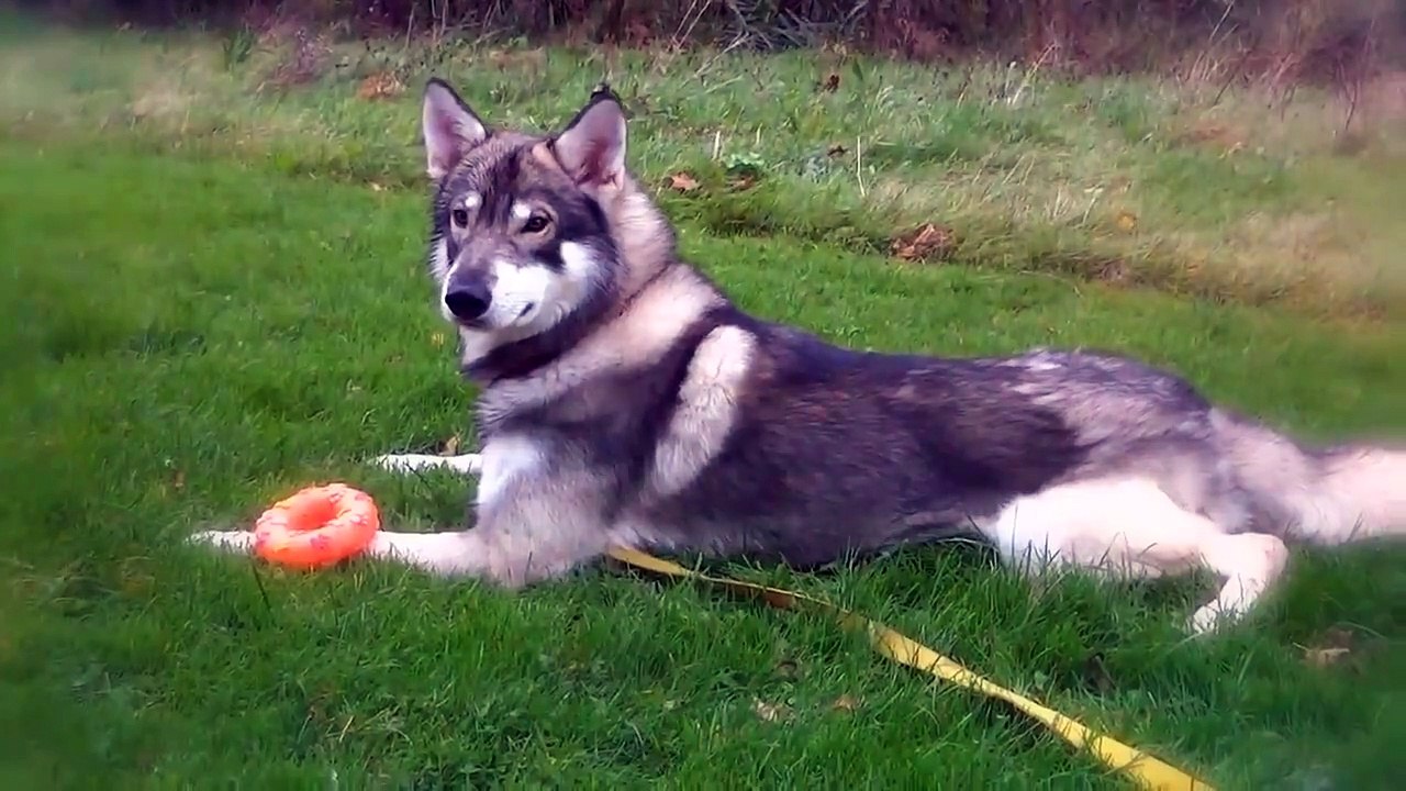 These 10 Dogs Look Really Like Wolves