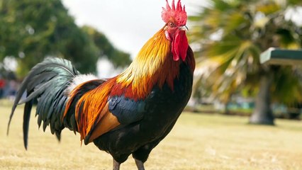 Most Interesting National Animals