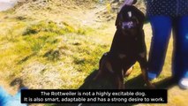 Most Amazing Facts about Rottweilers