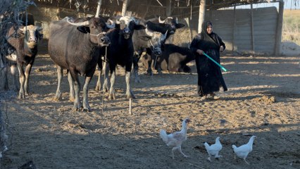 Tải video: أزمة الجفاف في العراق.. إلى متى يستمر نزوح الأهالي عن ديارهم وأراضيهم؟