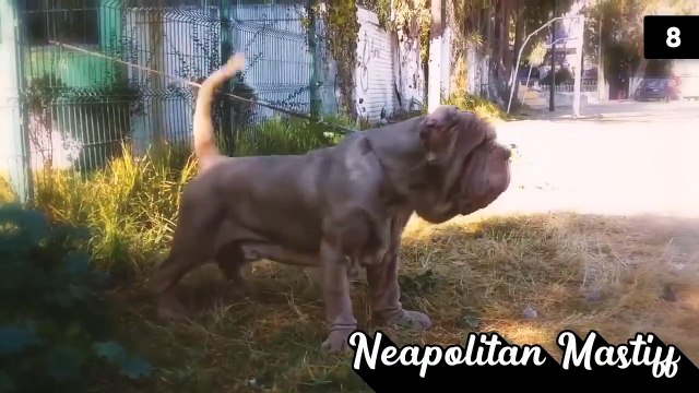 The 10 Blacklisted Dog Breeds