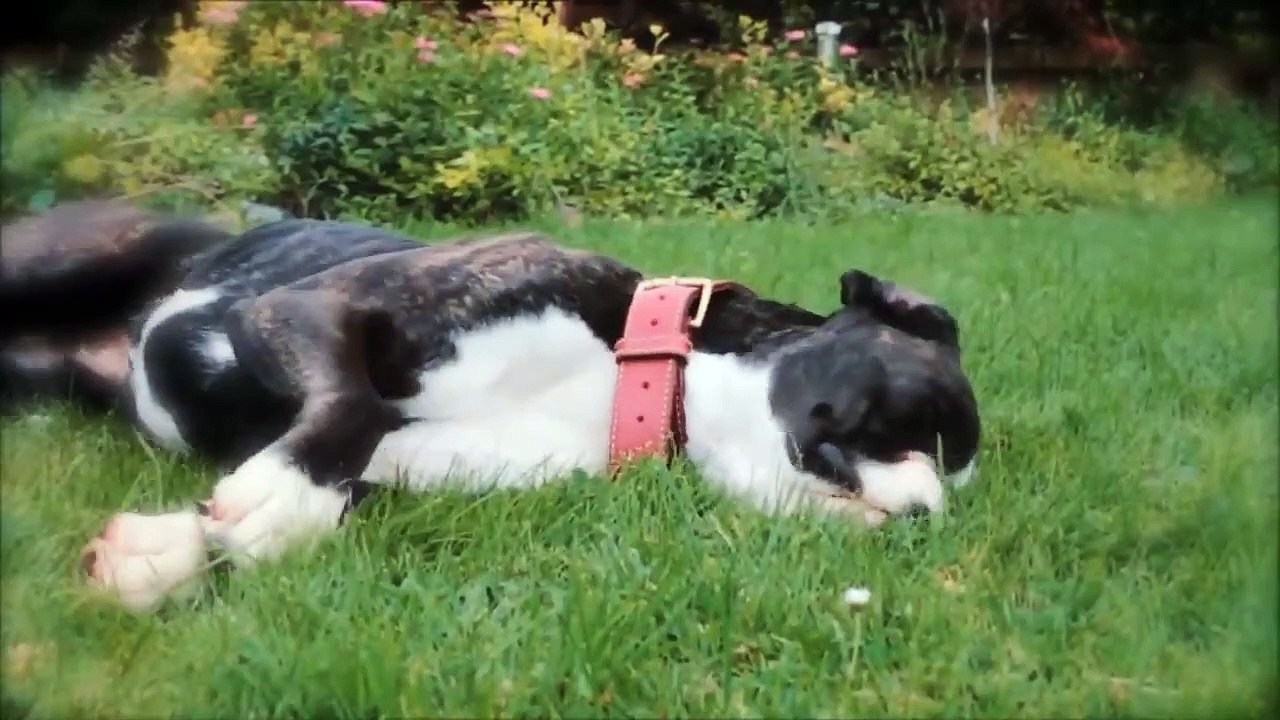 10 Most People Pleasing Dog Breeds