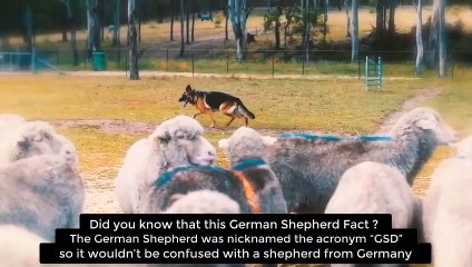 Best Facts about German Shepherd Dogs