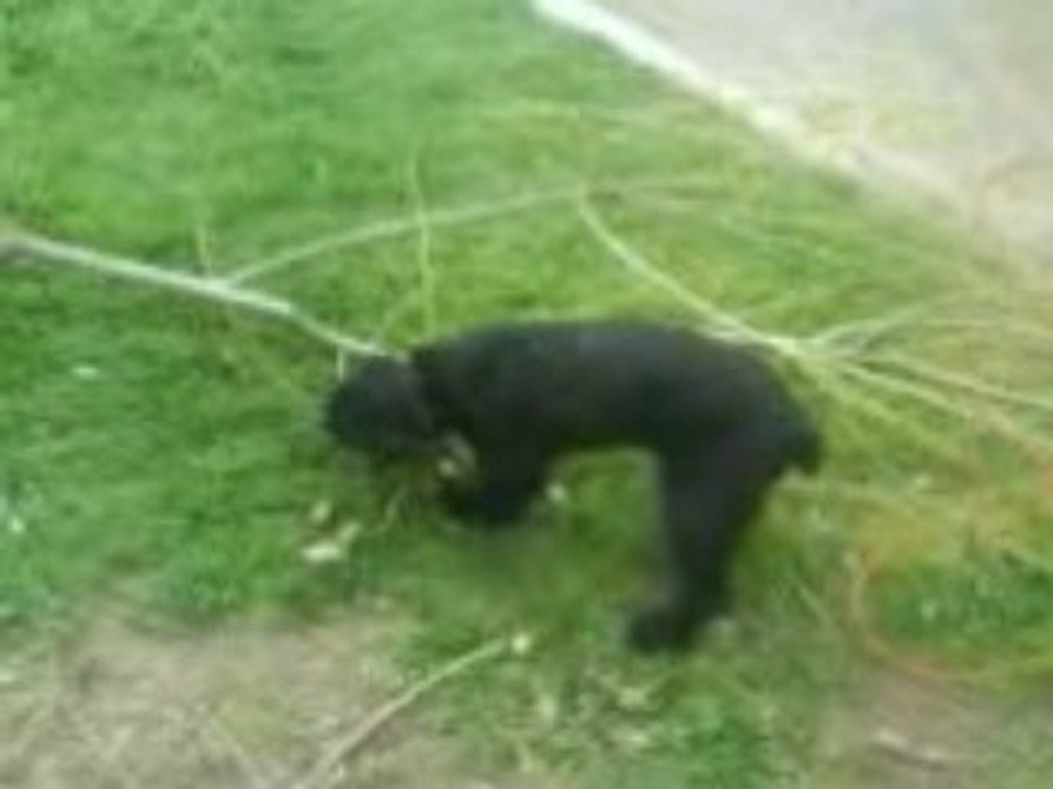 chien bucheron