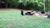 Seeing Three Bear Cubs at a Cabin on Family Vacation